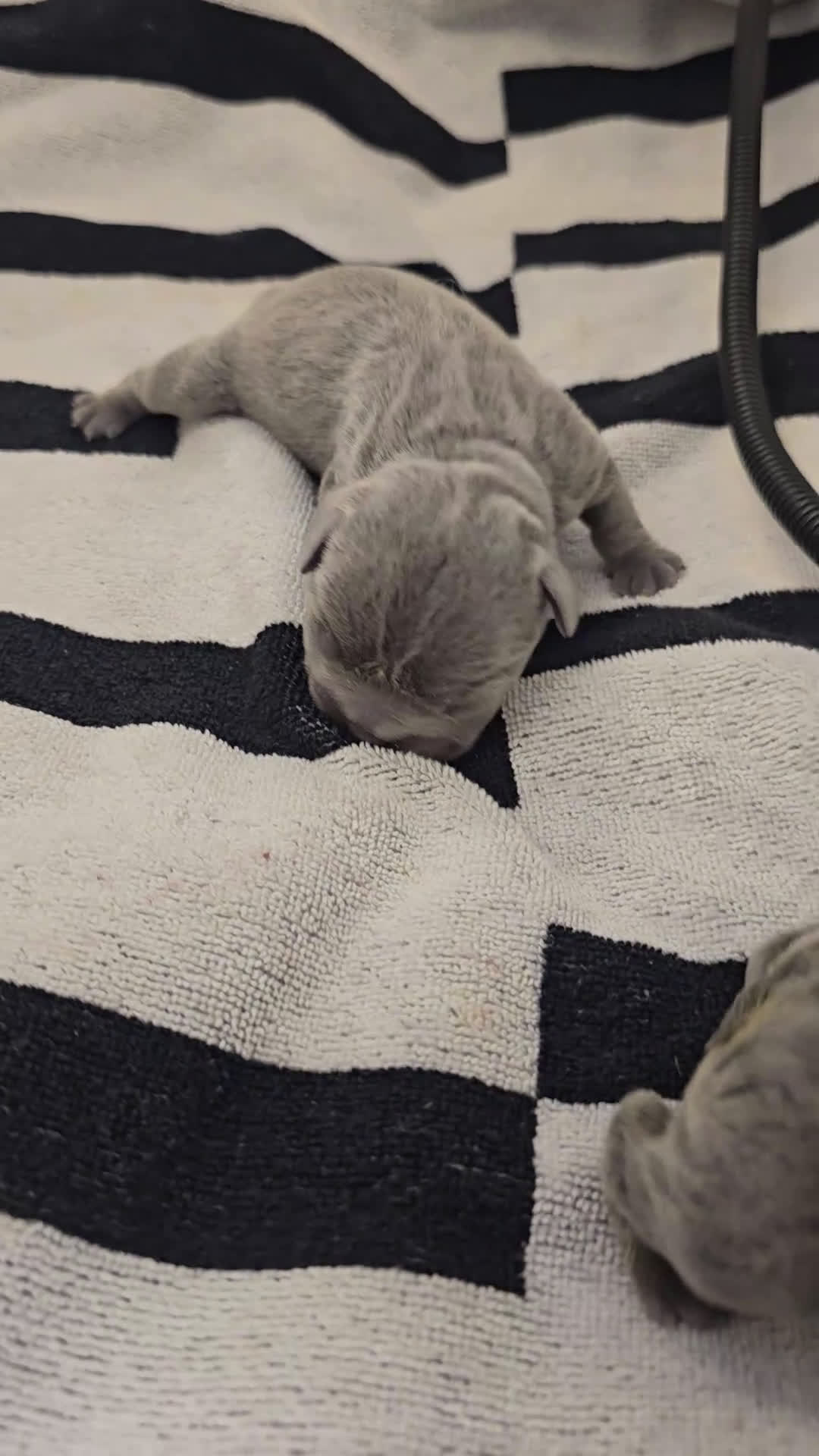 French Bulldog dogs for sale: French Bulldog Puppy 1 - Video 1