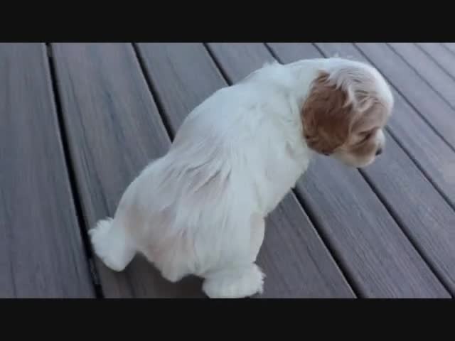 Cocker Spaniel dogs for sale: Frankie - Video 1