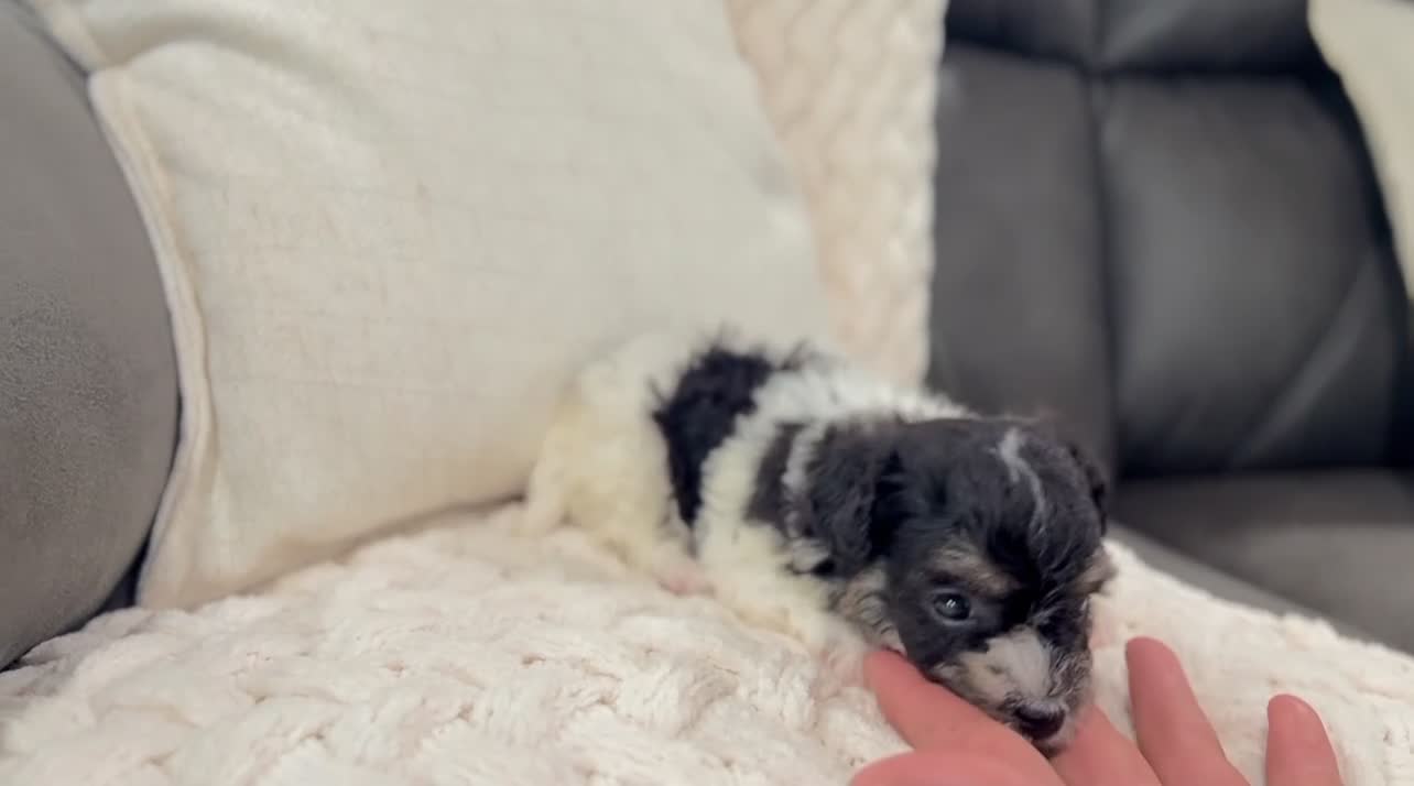 Havanese dogs for sale: Dillon - Video 1
