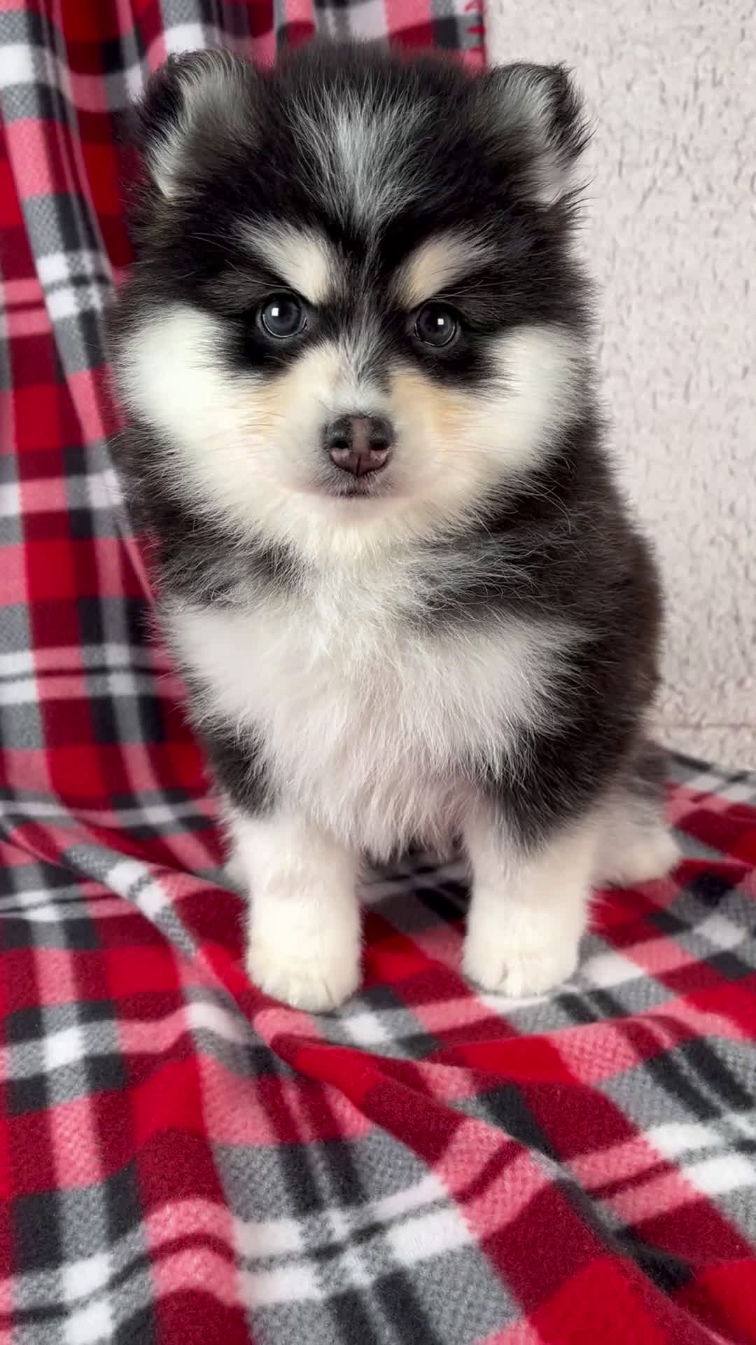 Pomsky dogs for sale: Jewels - Video 1
