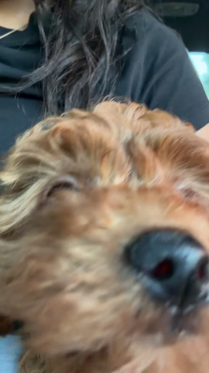 Irish Doodle dogs for sale: Irish Doodle Puppy 2 - Video 2