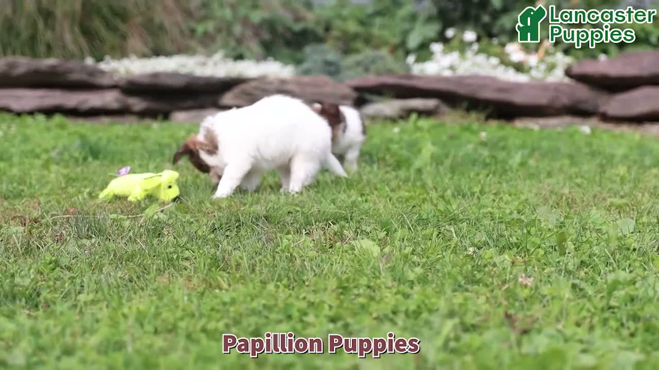 Papillon dogs for sale: Quinto - Video 1