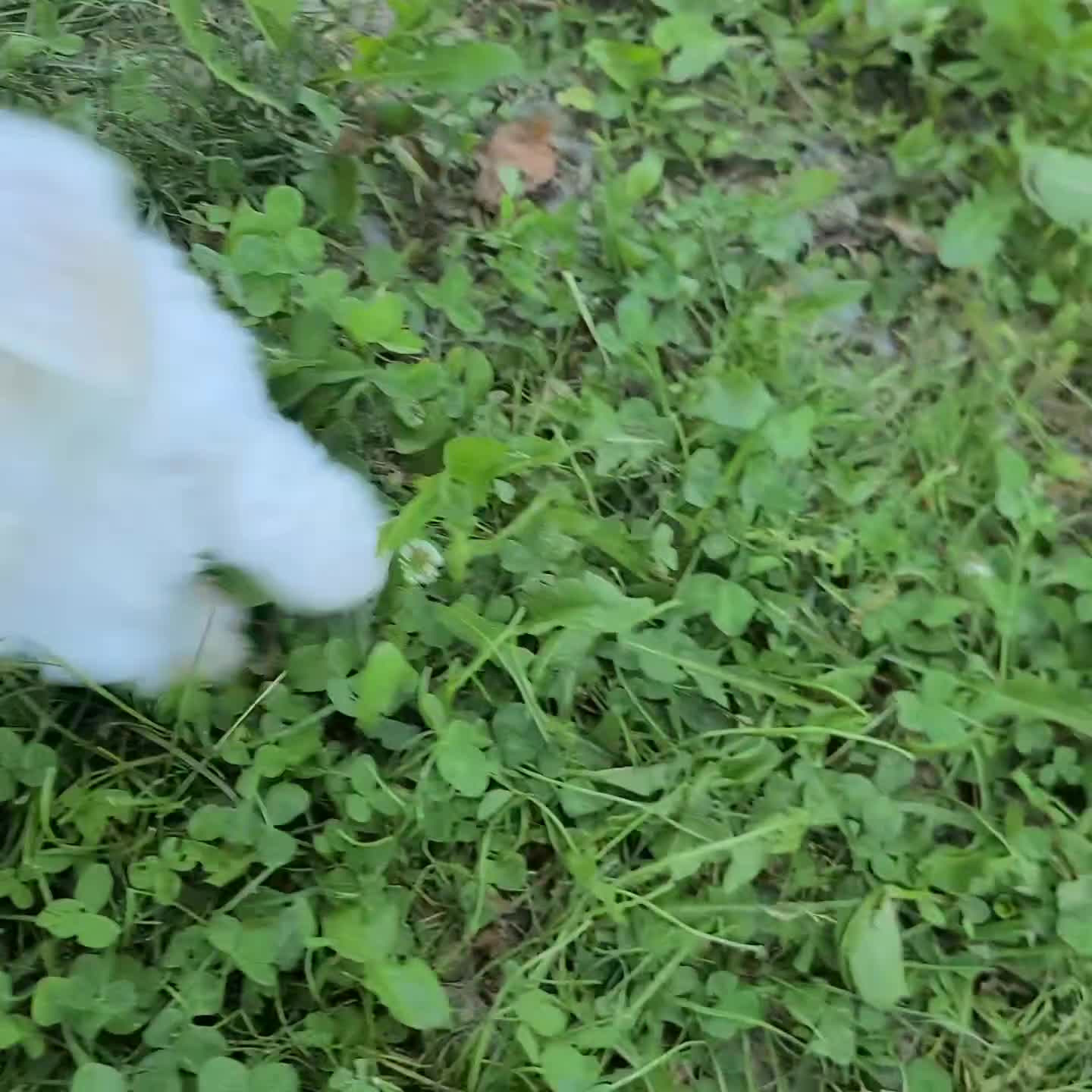 Maltese dogs for sale: Donna - Video 2