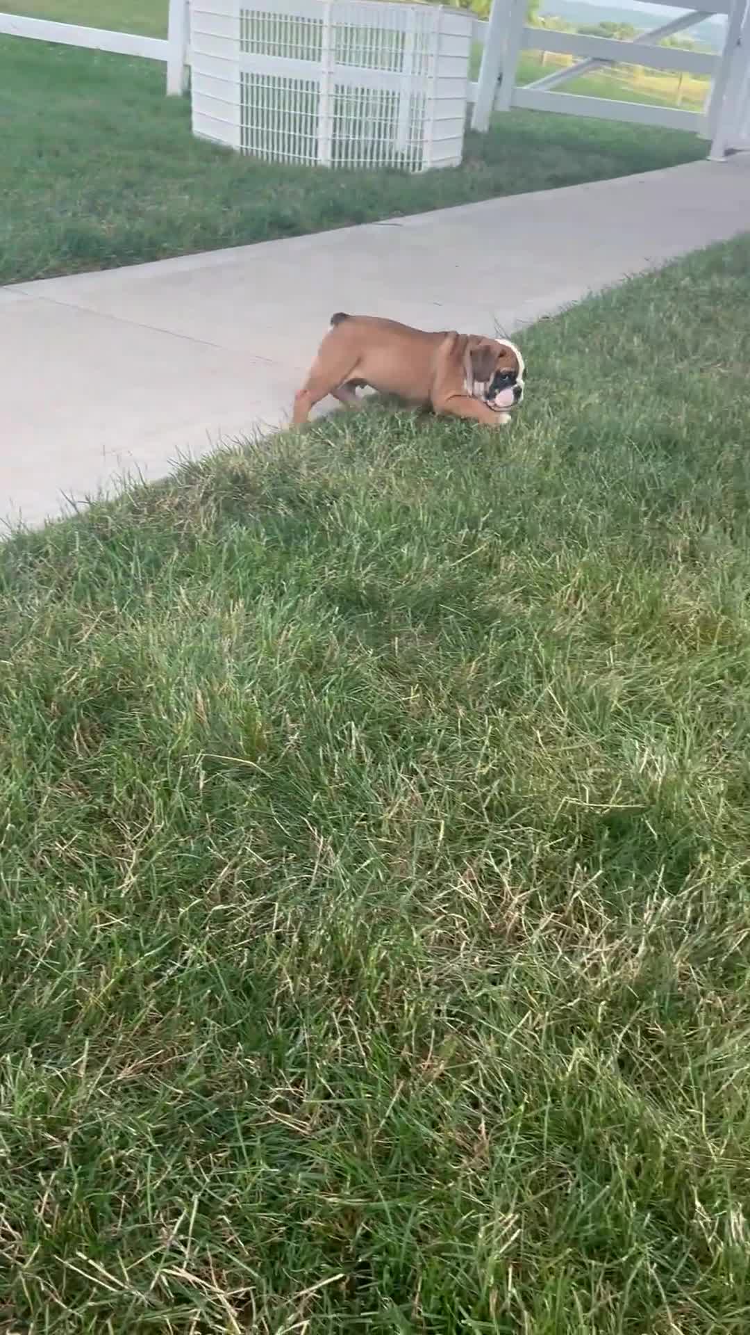 English Bulldog dogs for sale: Kaden - Video 1