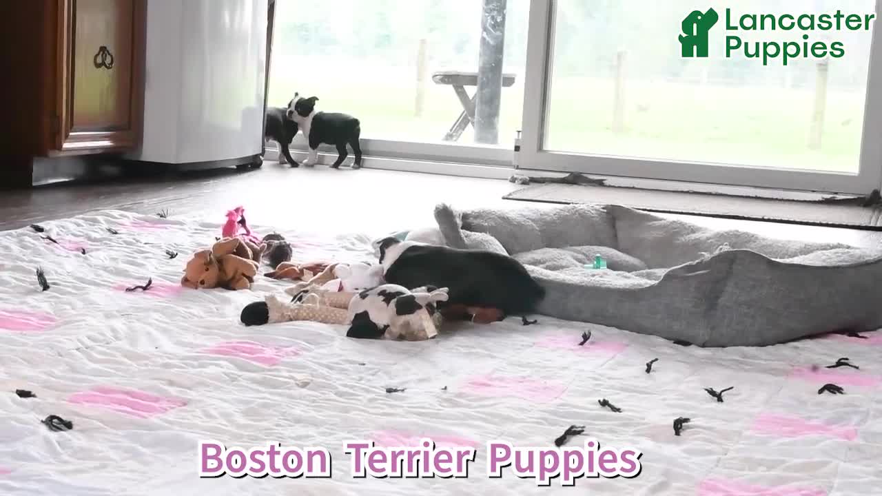 Boston Terrier dogs for sale: Ashton - Video 1