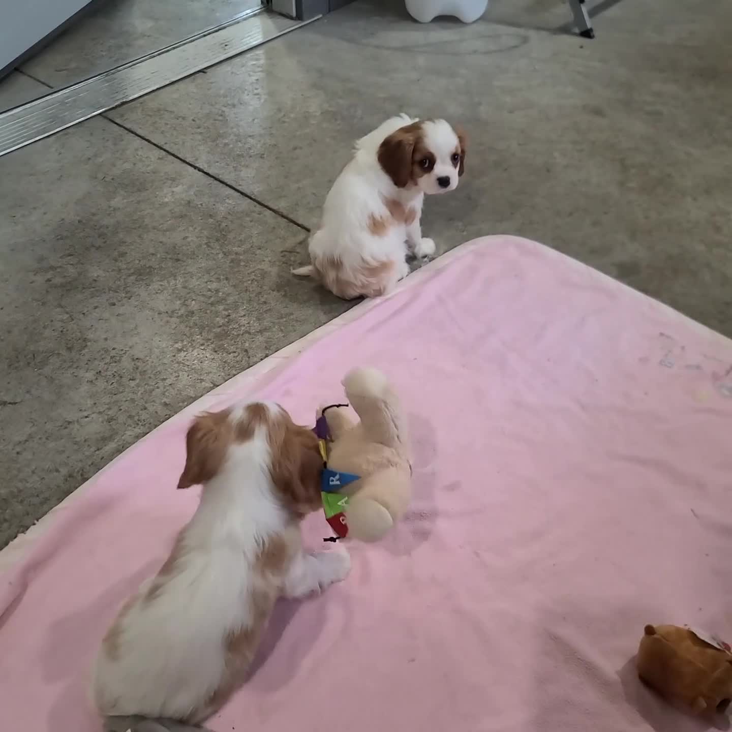 Cavalier King Charles Spaniel dogs for sale: Avery - Video 2