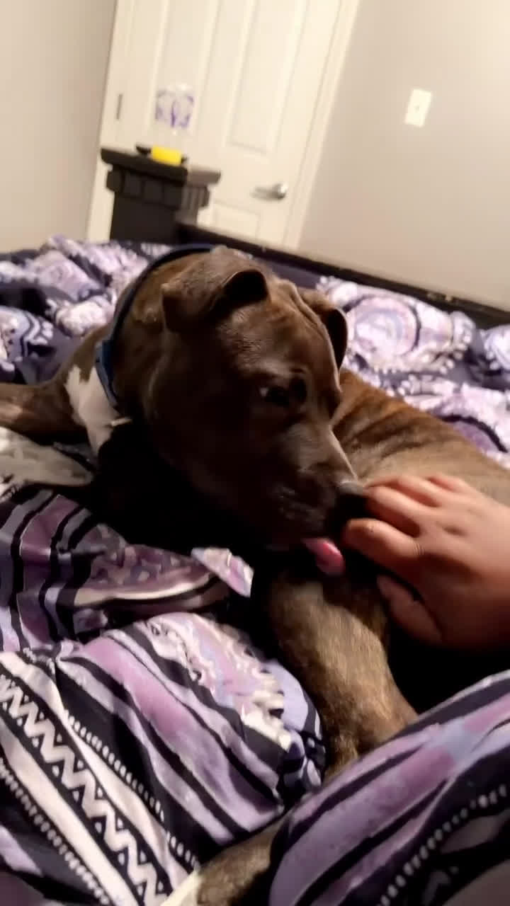 Staffordshire Bull Terrier dogs for sale: Staffordshire Bull Terrier Puppy 1 - Video 3