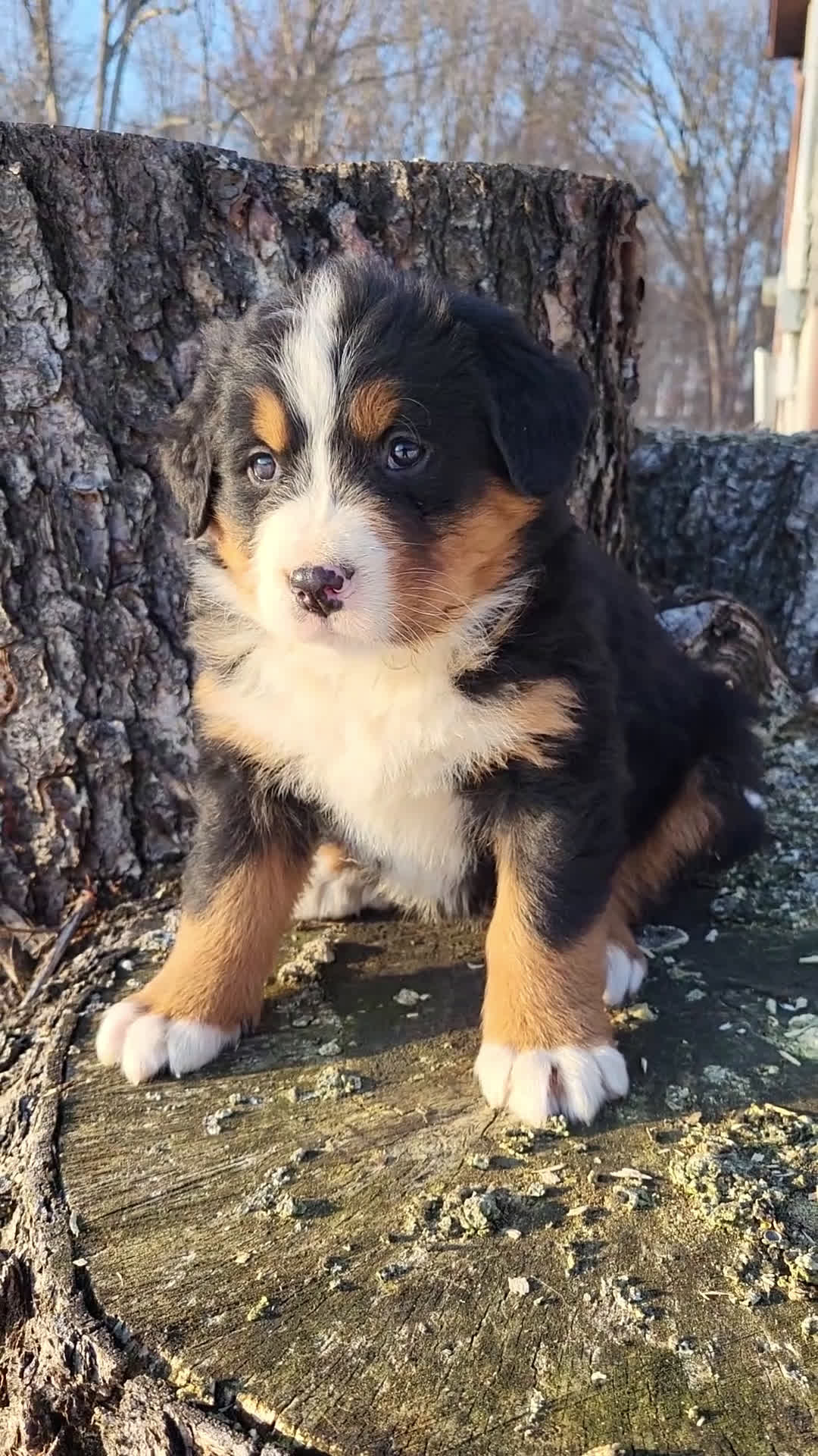 Bernese Mountain Dog dogs for sale: Oliver - Video 1