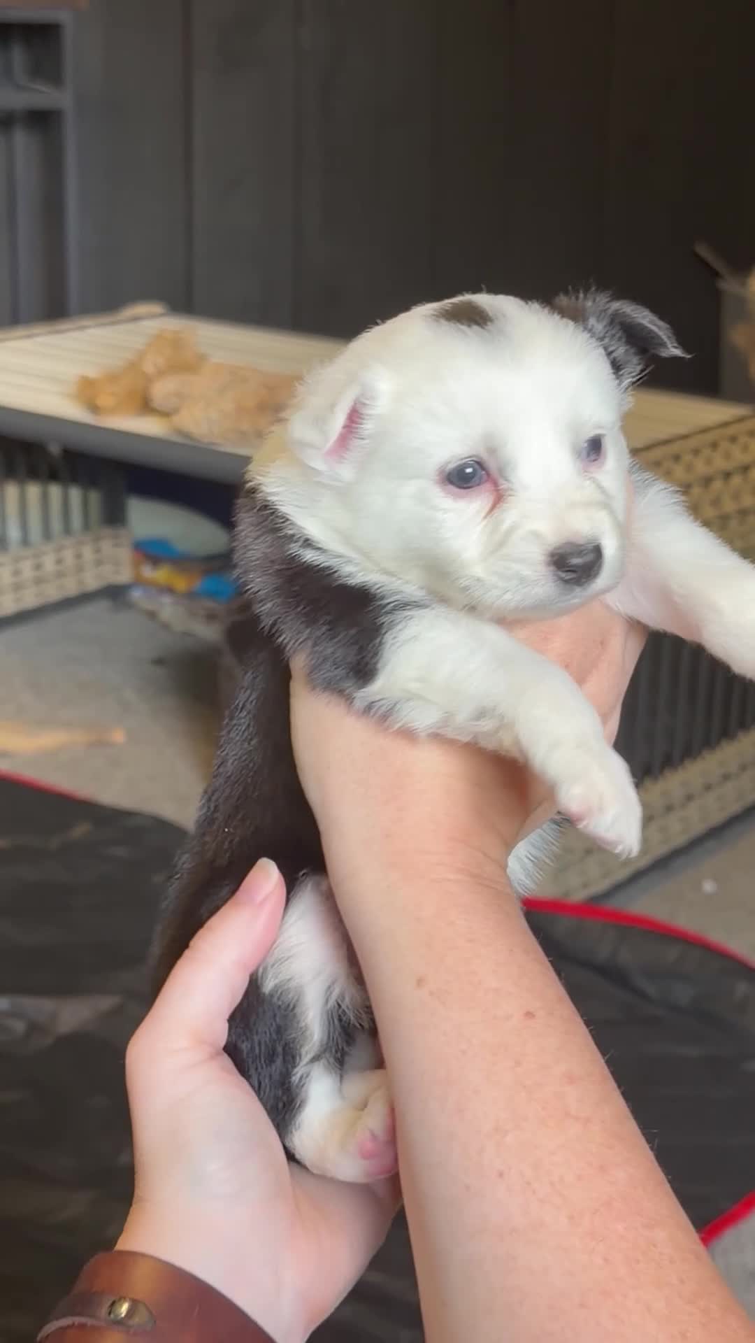 Miniature Australian Shepherd dogs for sale: Yellow  - Video 1