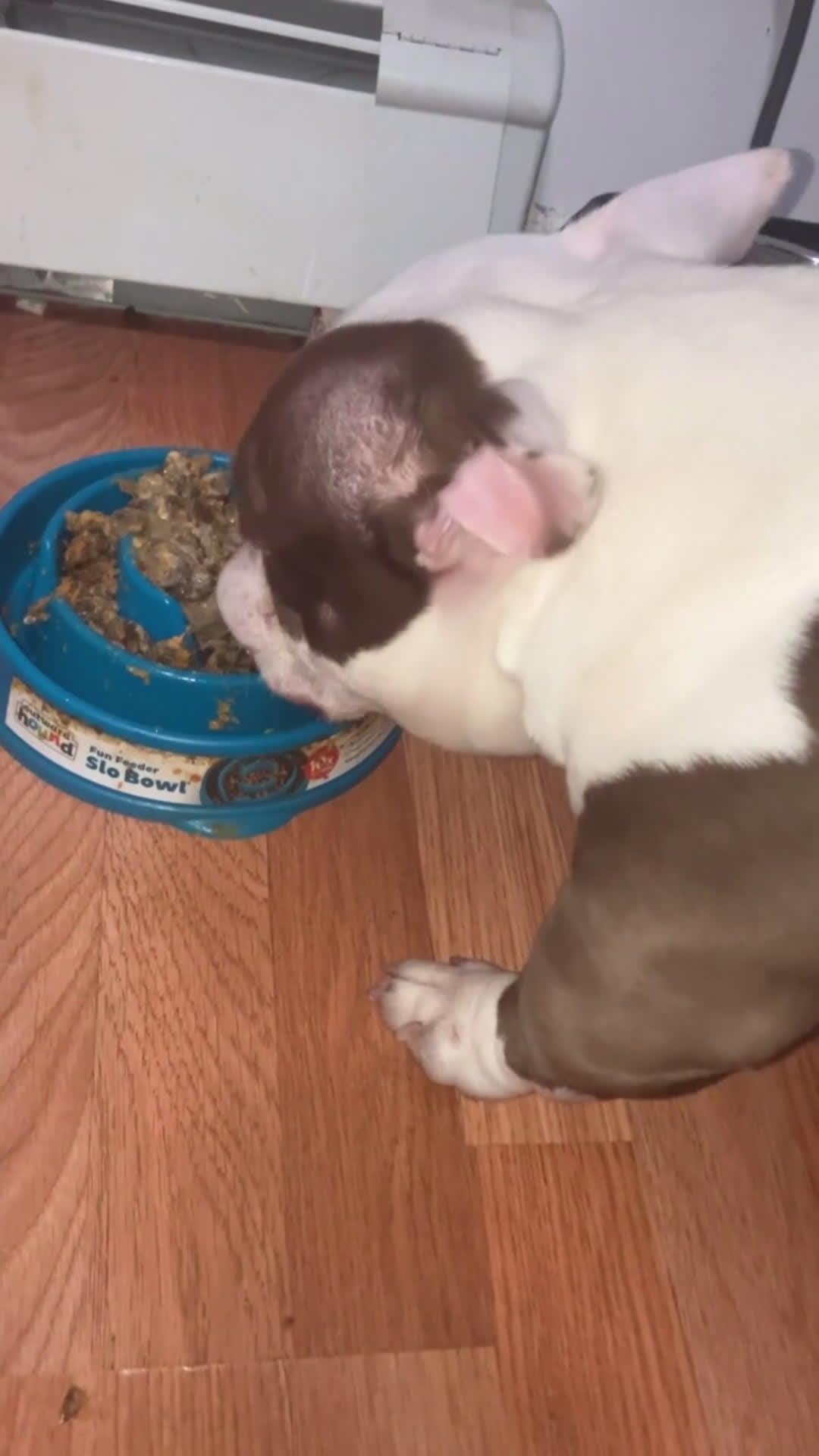 American Bully dogs for stud: AVAILABLE 🧬💉💦🐶 - Video 3