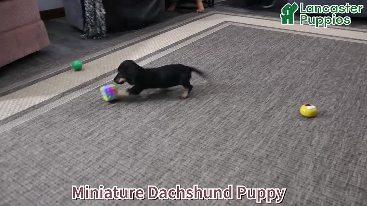 Miniature Dachshund dogs for sale: Darcy - Video 1