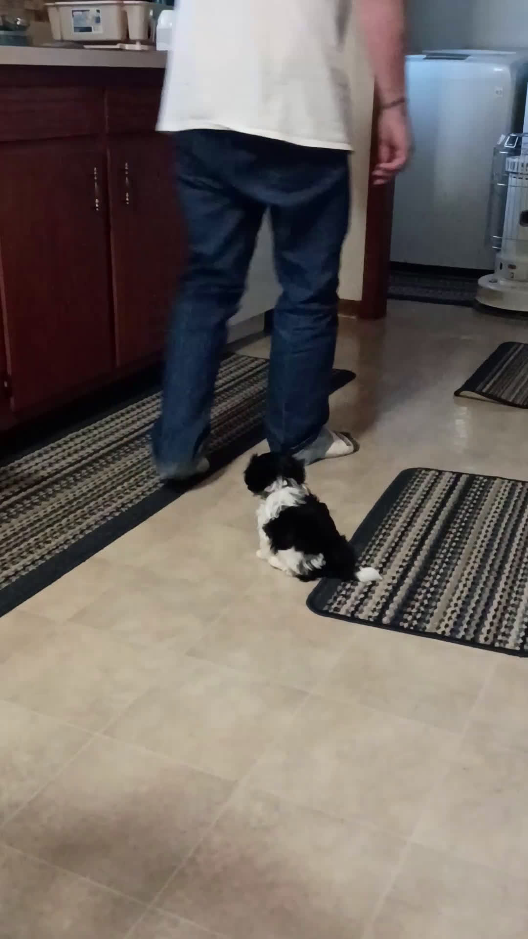 Shih Tzu dogs for sale: Shih Tzu Puppy 5 - Video 1