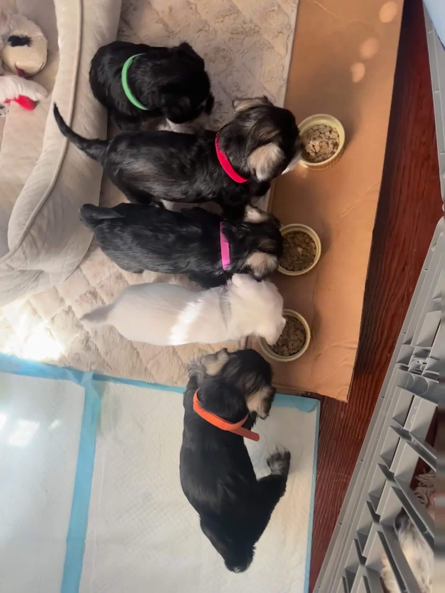 Miniature Schnauzer dogs for sale: Miniature Schnauzer 5 Gojo - Video 3