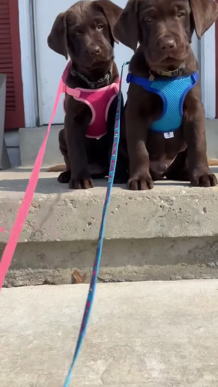 Labrador Retriever dogs for sale: Max - Video 1