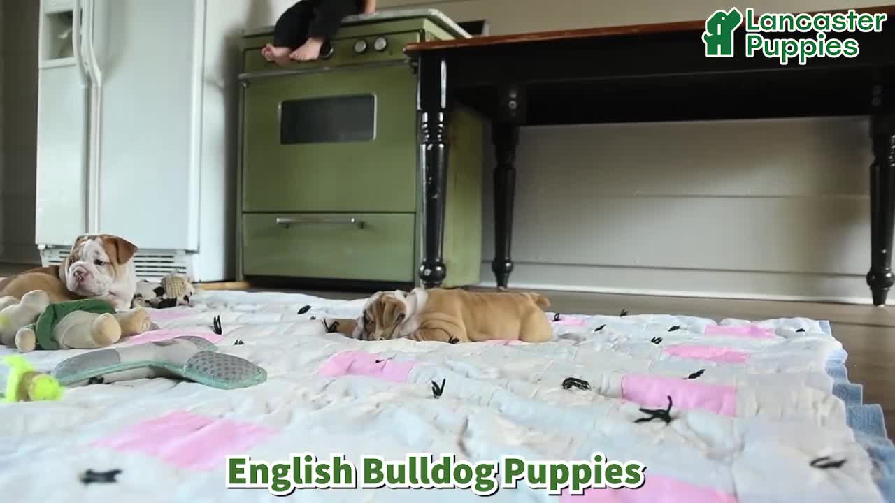 English Bulldog dogs for sale: Yvett - Video 1