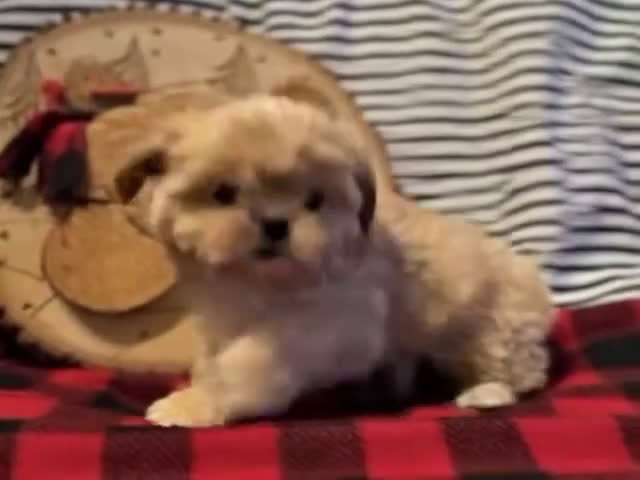 Shih Tzu dogs for sale: Donuts - Video 1
