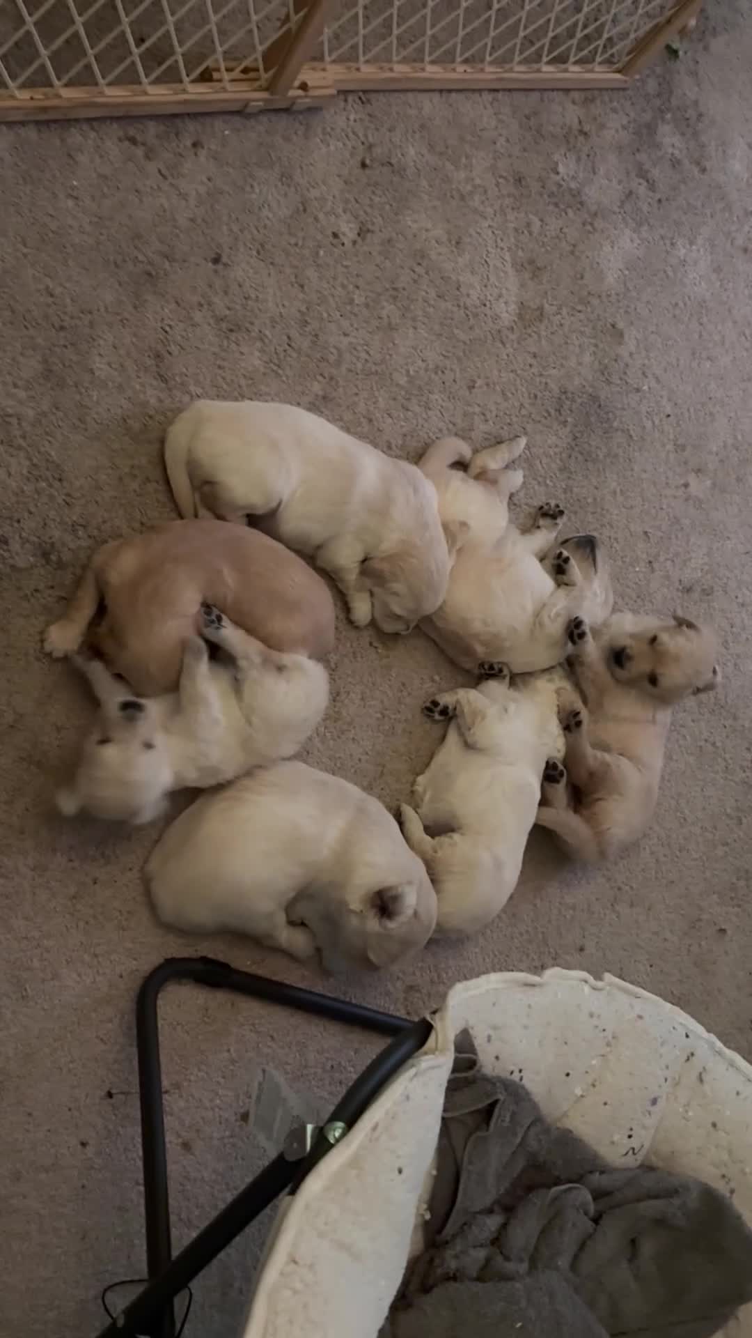 Golden Retriever dogs for sale: Nova - Video 7