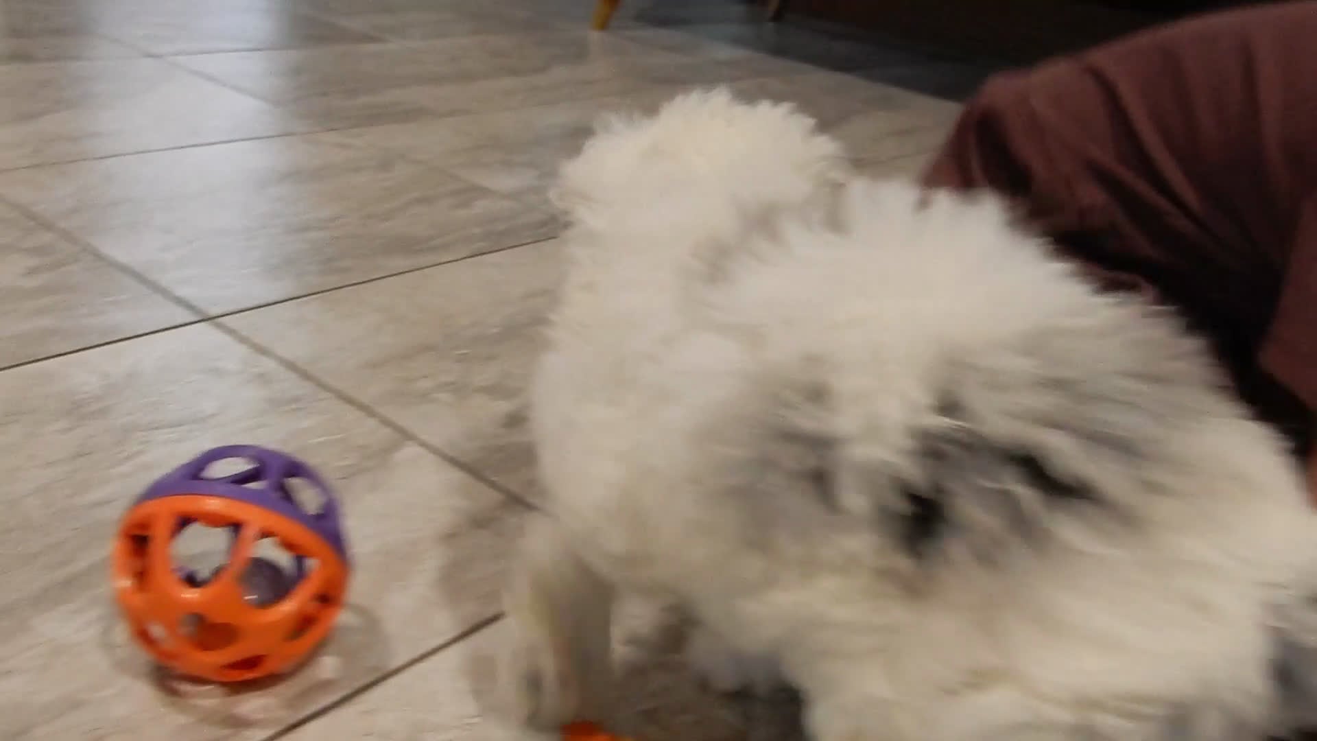 Sheepadoodle dogs for sale: Bella - Video 1