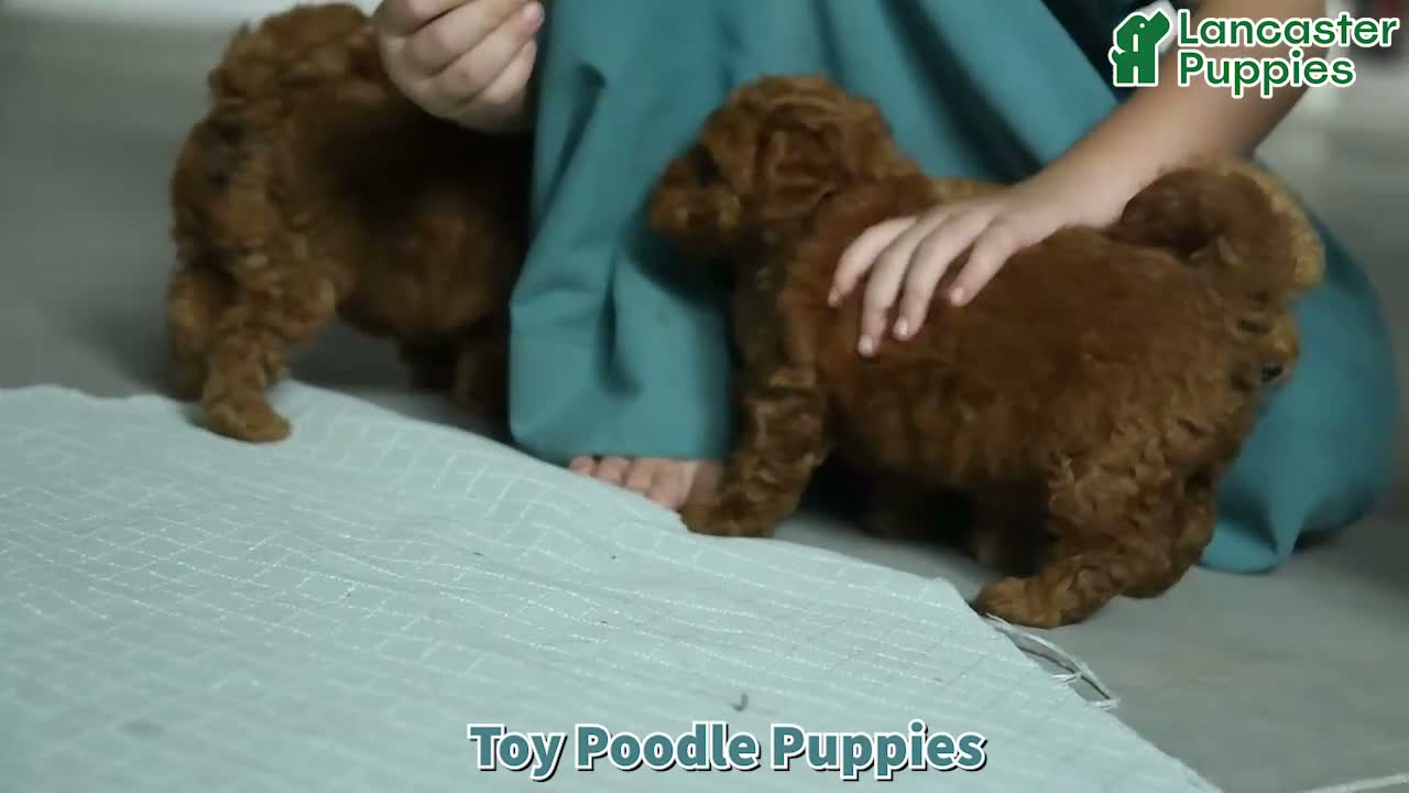 Toy Poodle dogs for sale: Ruby - Video 1