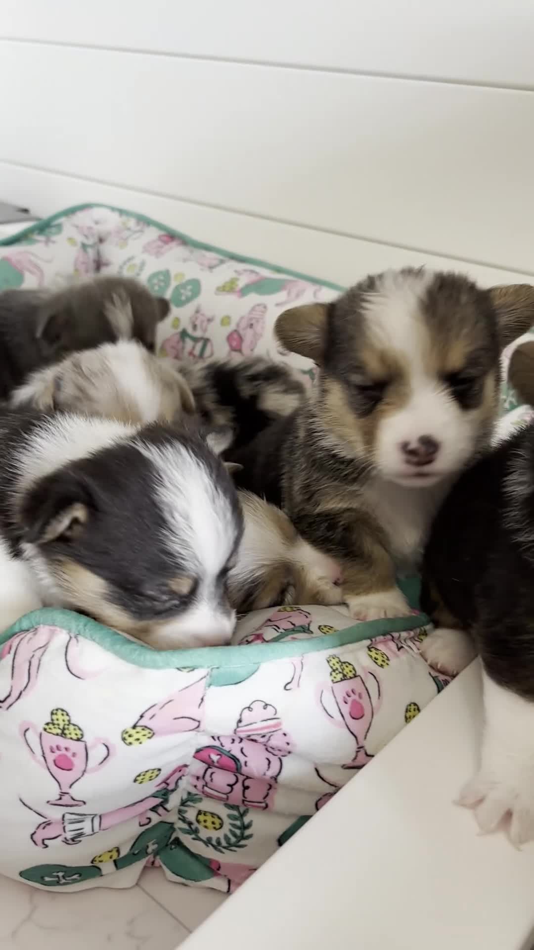 American Corgi dogs for sale: Tricolor Male - Leonardo - Video 1