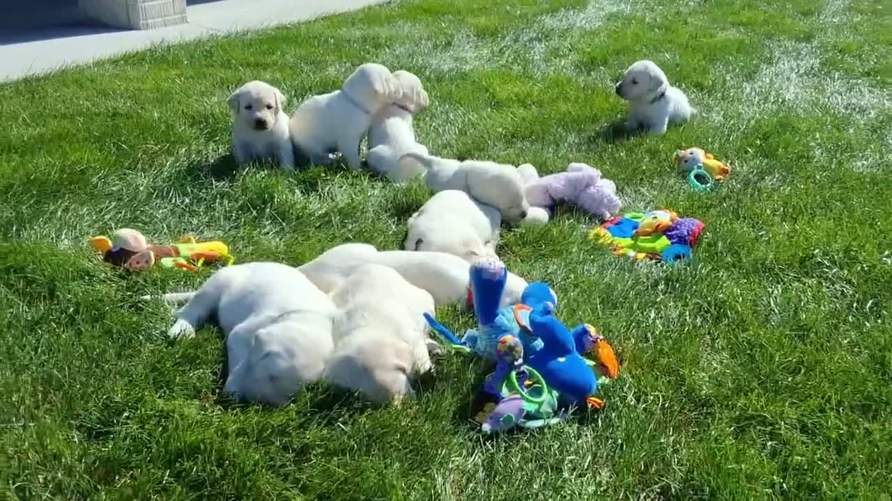 Labrador Retriever dogs for sale: Ellie Retriever 7 - Video 1