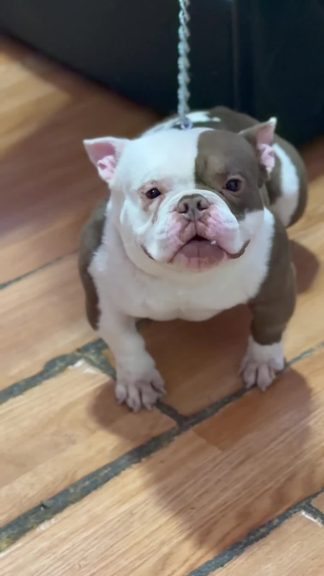 American Bully dogs for stud: APOLLO CREED 💦🧬 - Video 1