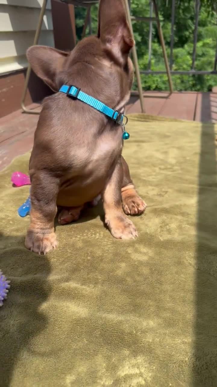 French Bulldog dogs for sale: Cinnamon - Video 1