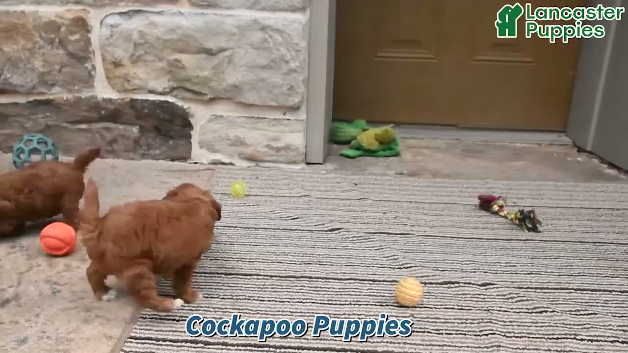 Cockapoo dogs for sale: Ralph - Video 1