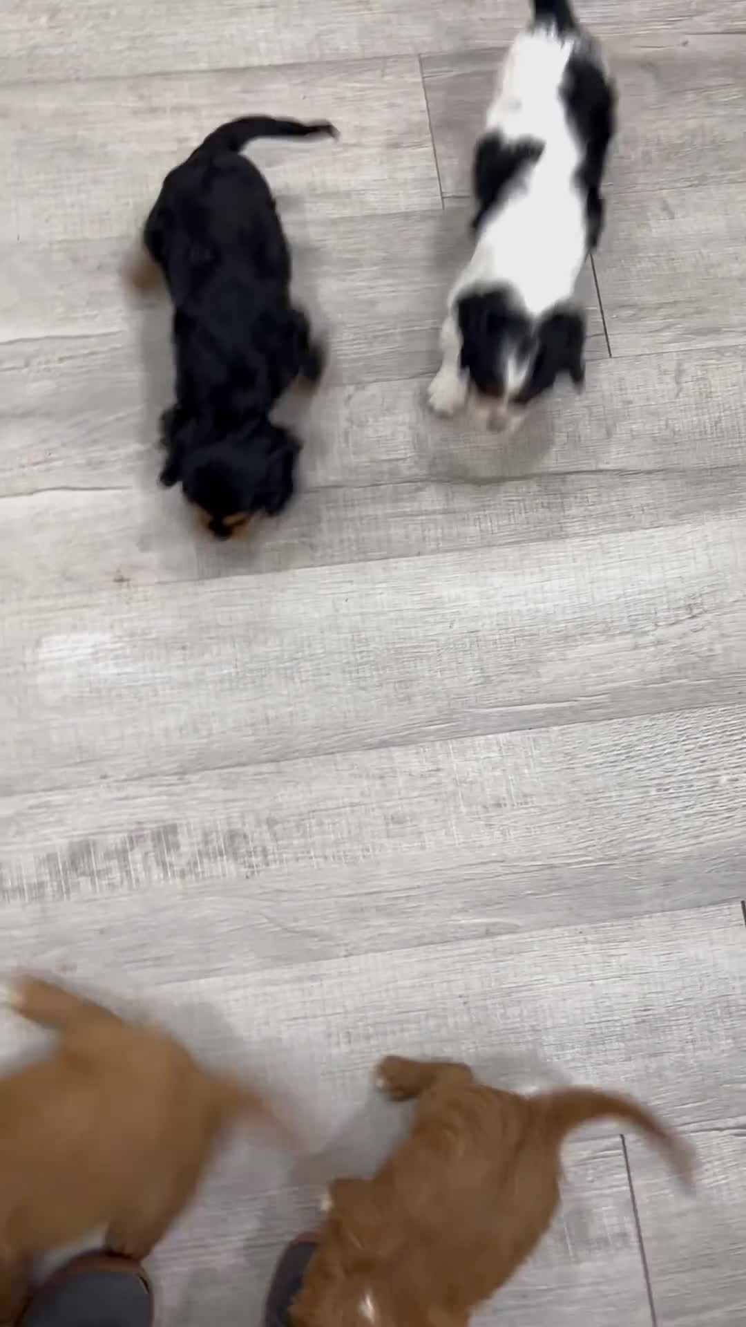 Cavalier King Charles Spaniel dogs for sale: Baxter - Video 2