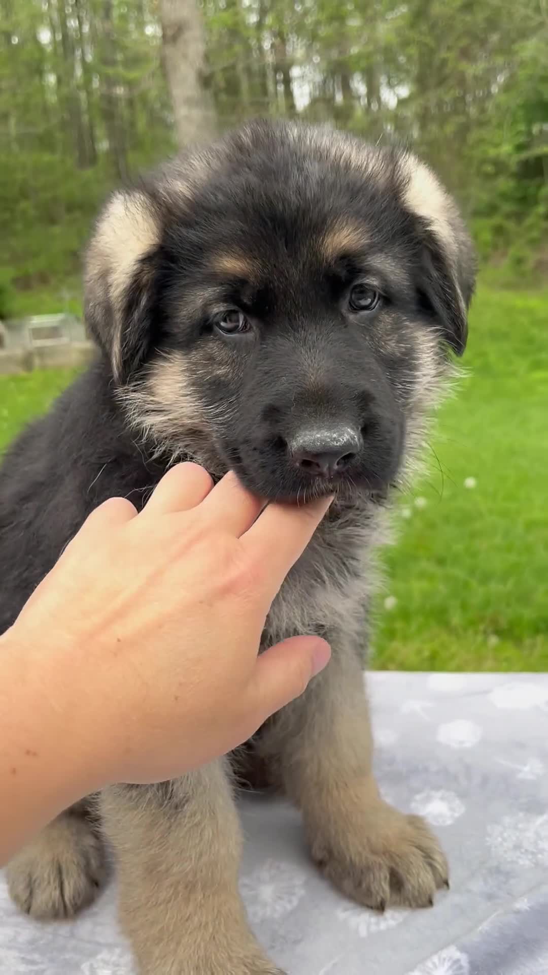 German Shepherd dogs for sale: Teddy - Video 1