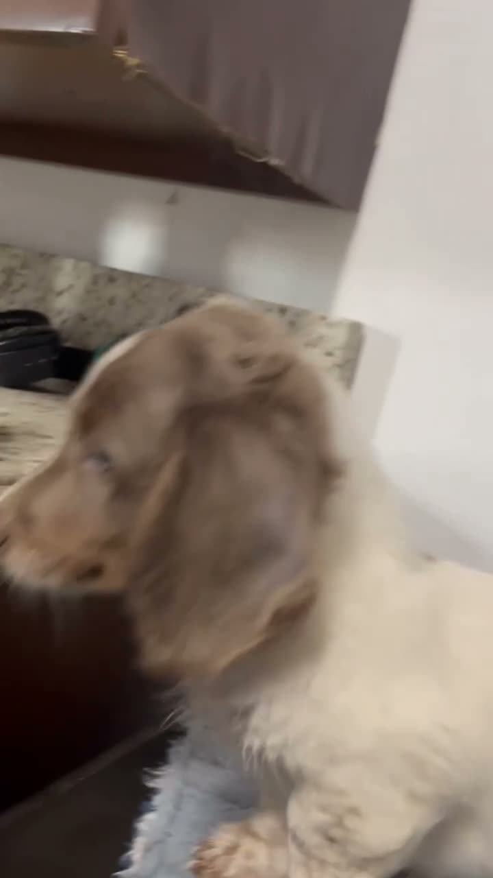 Miniature Dachshund dogs for sale: Nico - Video 1