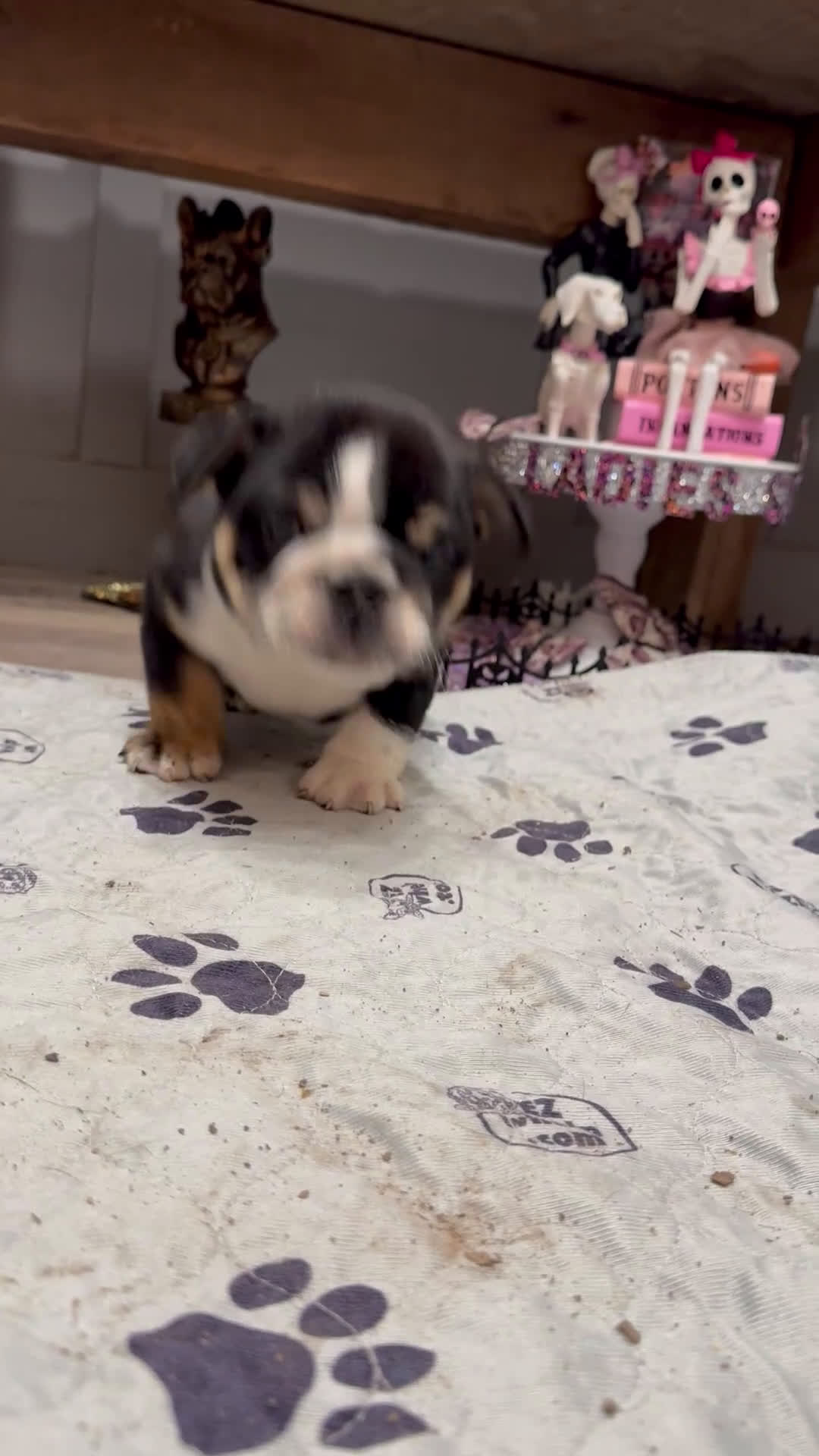 English Bulldog dogs for sale: Charmer - Video 2