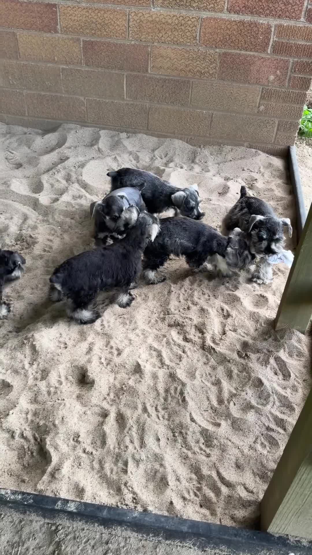 Miniature Schnauzer dogs for sale: Francis - Video 1