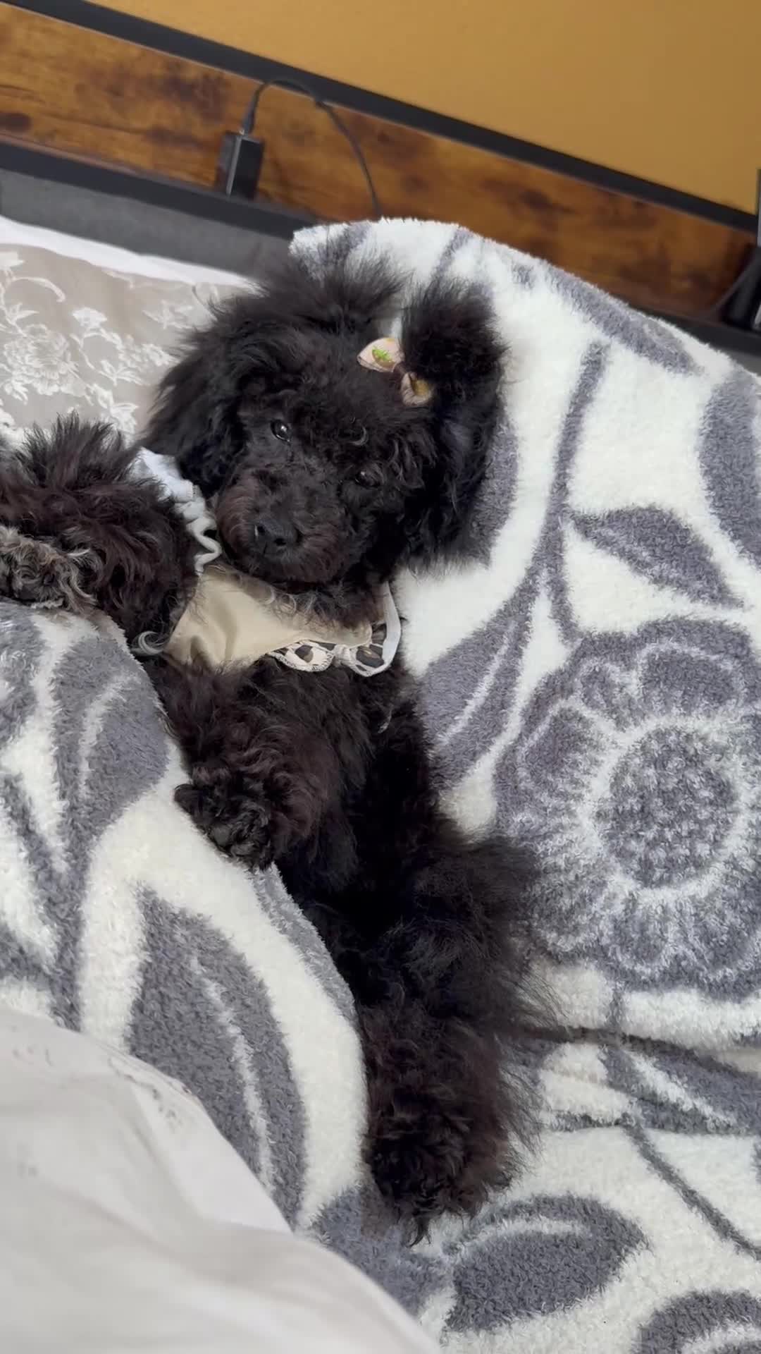 Toy Poodle dogs for sale: Daisy (teacup) - Video 1