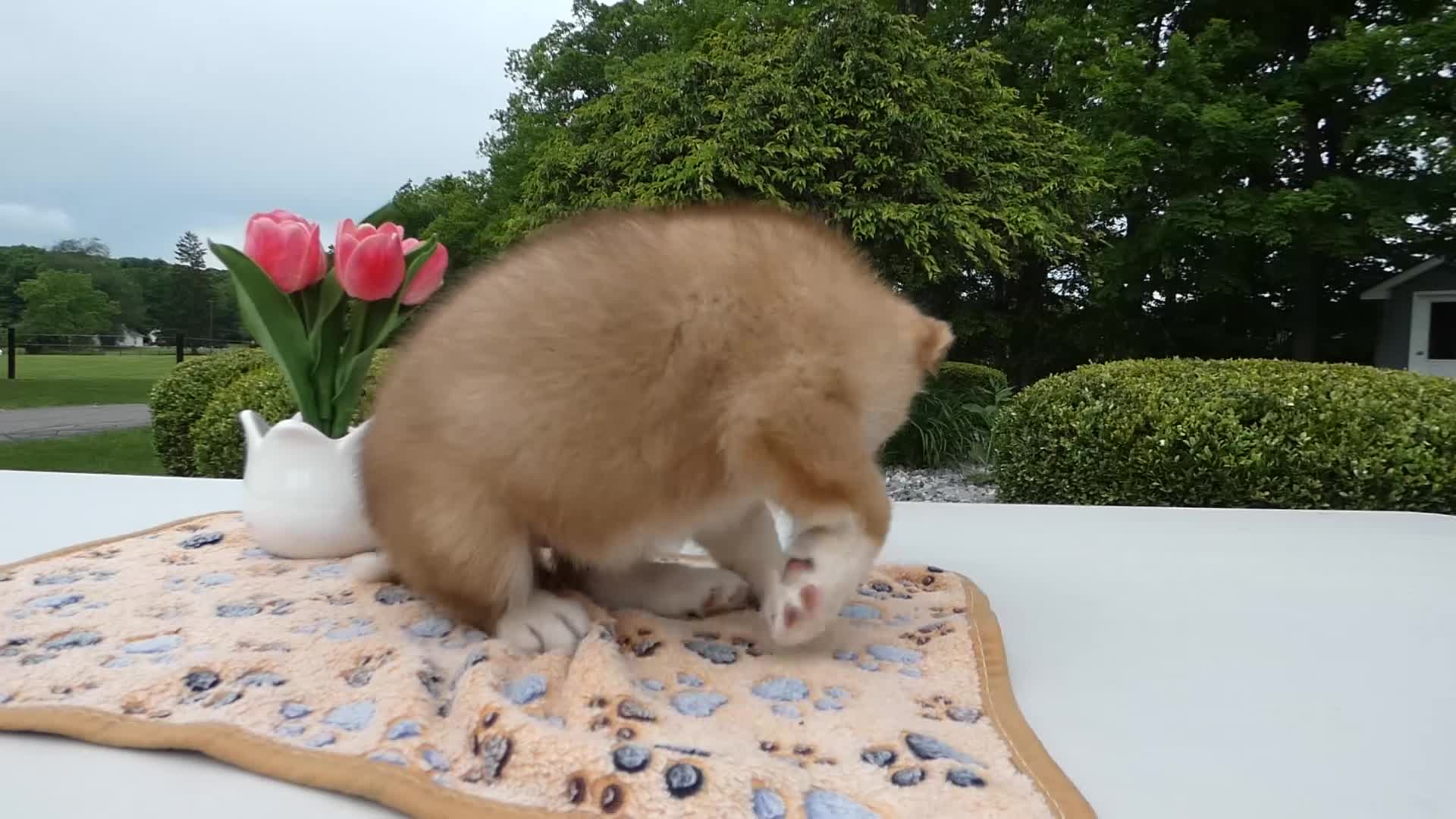 Welsh Corgi Pembroke dogs for sale: Puppy 7 Pal - Video 1
