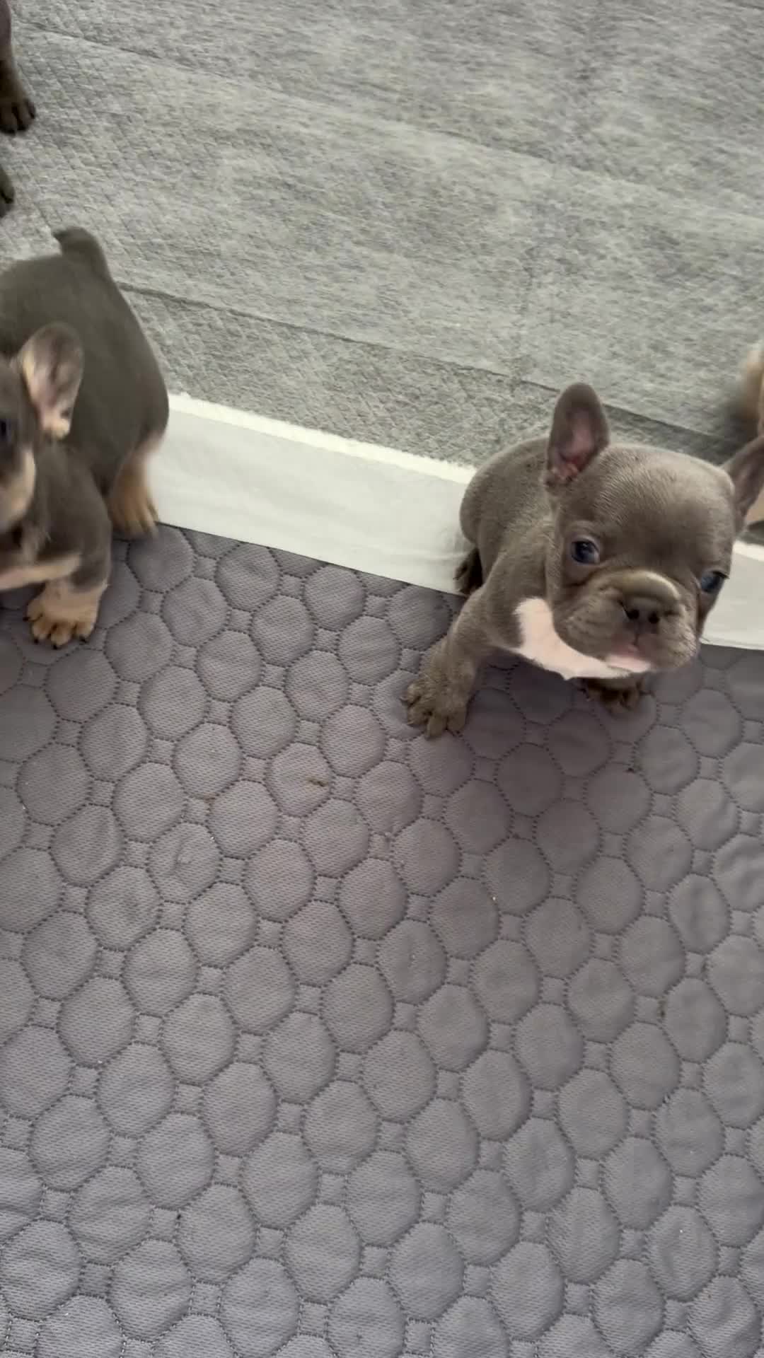 French Bulldog dogs for sale: French Bulldog Puppy 1 - Video 1