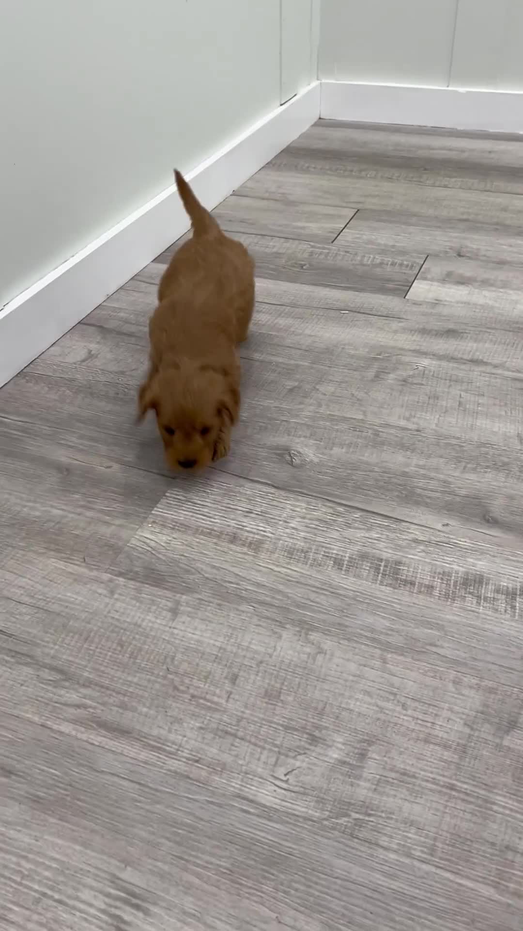 Mini Goldendoodle dogs for sale: Princess - Video 1