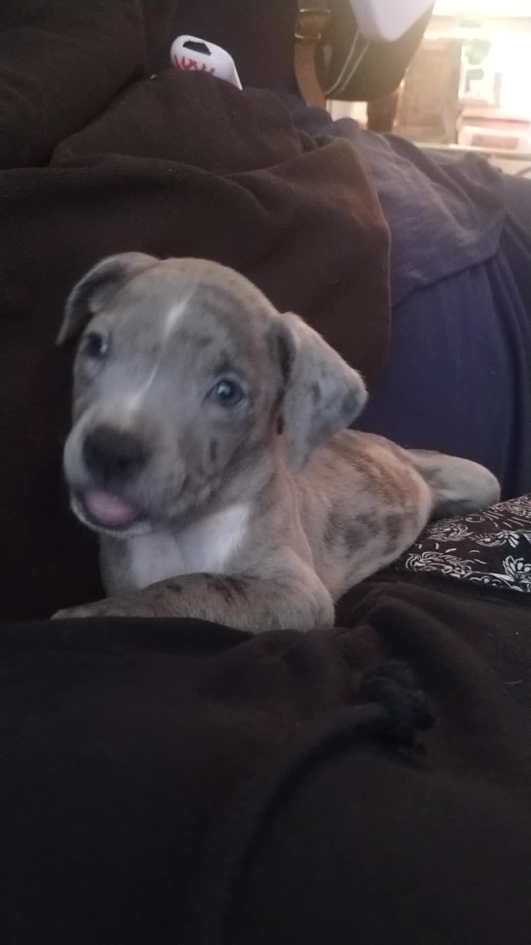 American Bully dogs for sale: Green - Video 2