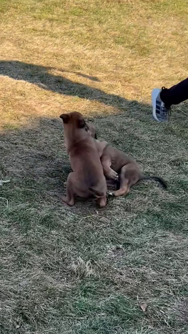 Belgian Malinois dogs for sale: Belgian Malinois Puppy Lola - Video 1