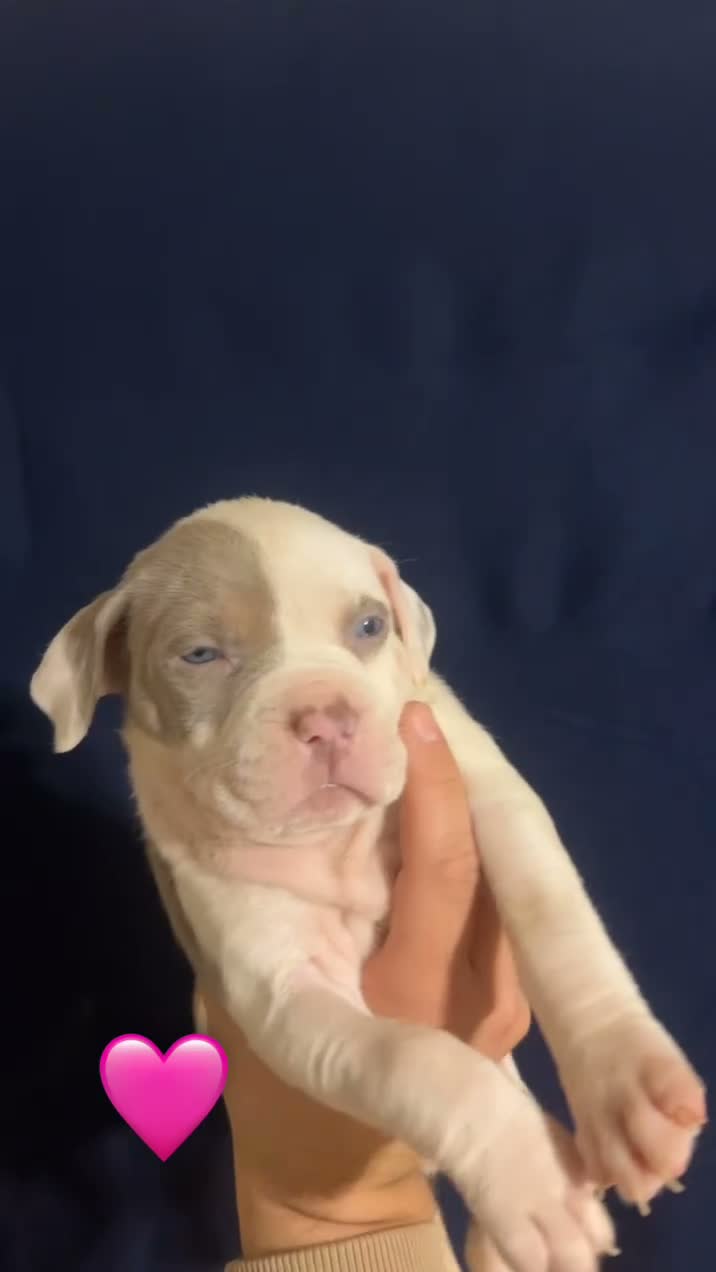 American Bully dogs for sale: American Bully 2 - Video 1