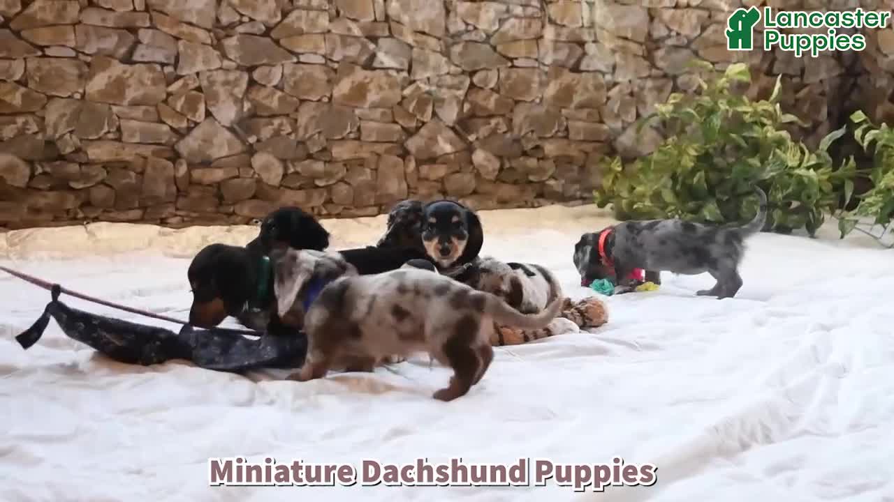 Miniature Dachshund dogs for sale: Rocky - Video 1