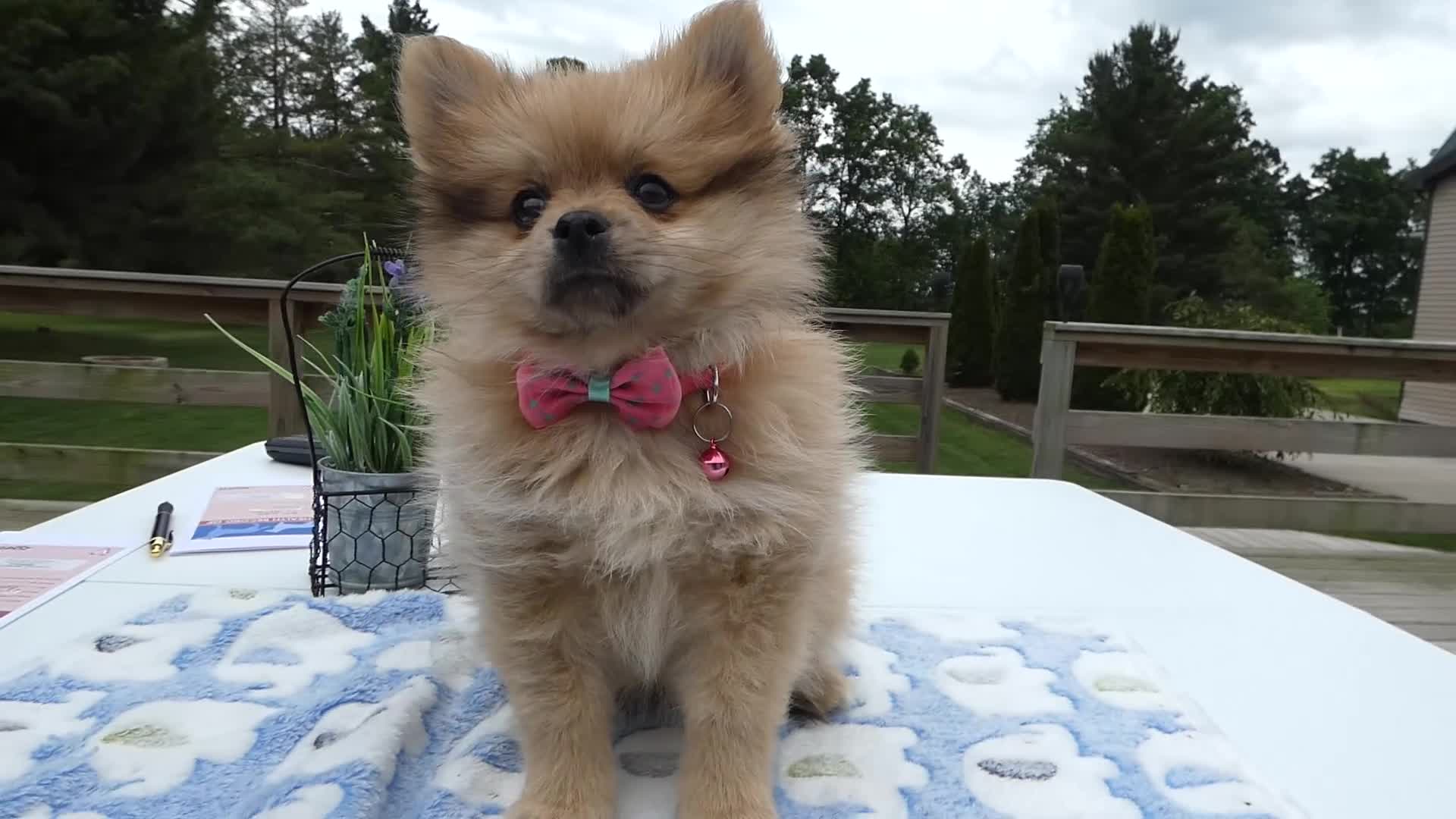 Pomeranian dogs for sale: Pomeranian Puppy 2 Layla - Video 1