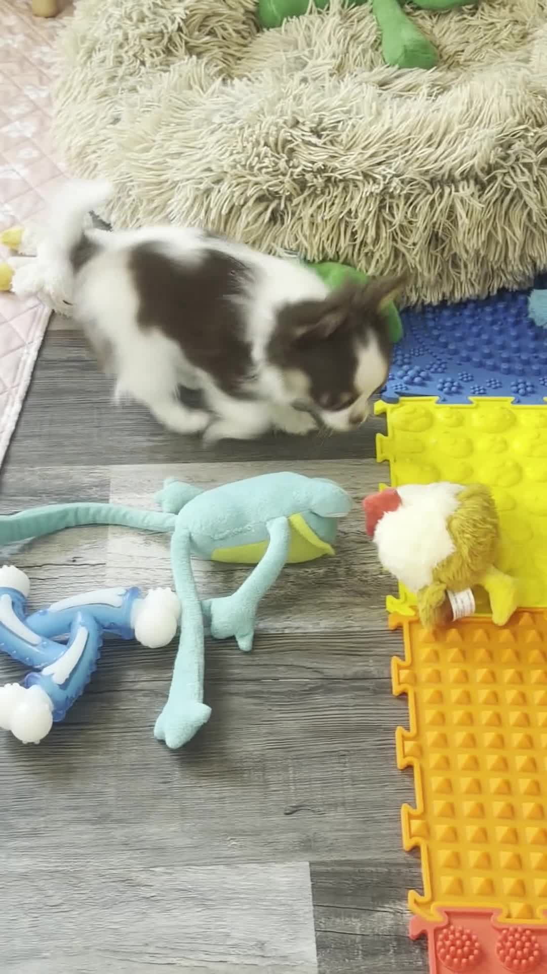Chihuahua dogs for sale: Rachel - Video 1
