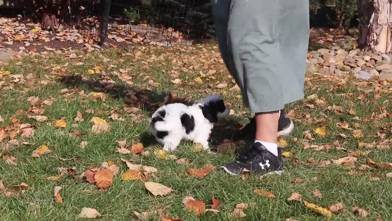 Cavapoo dogs for sale: Waylon - Video 1