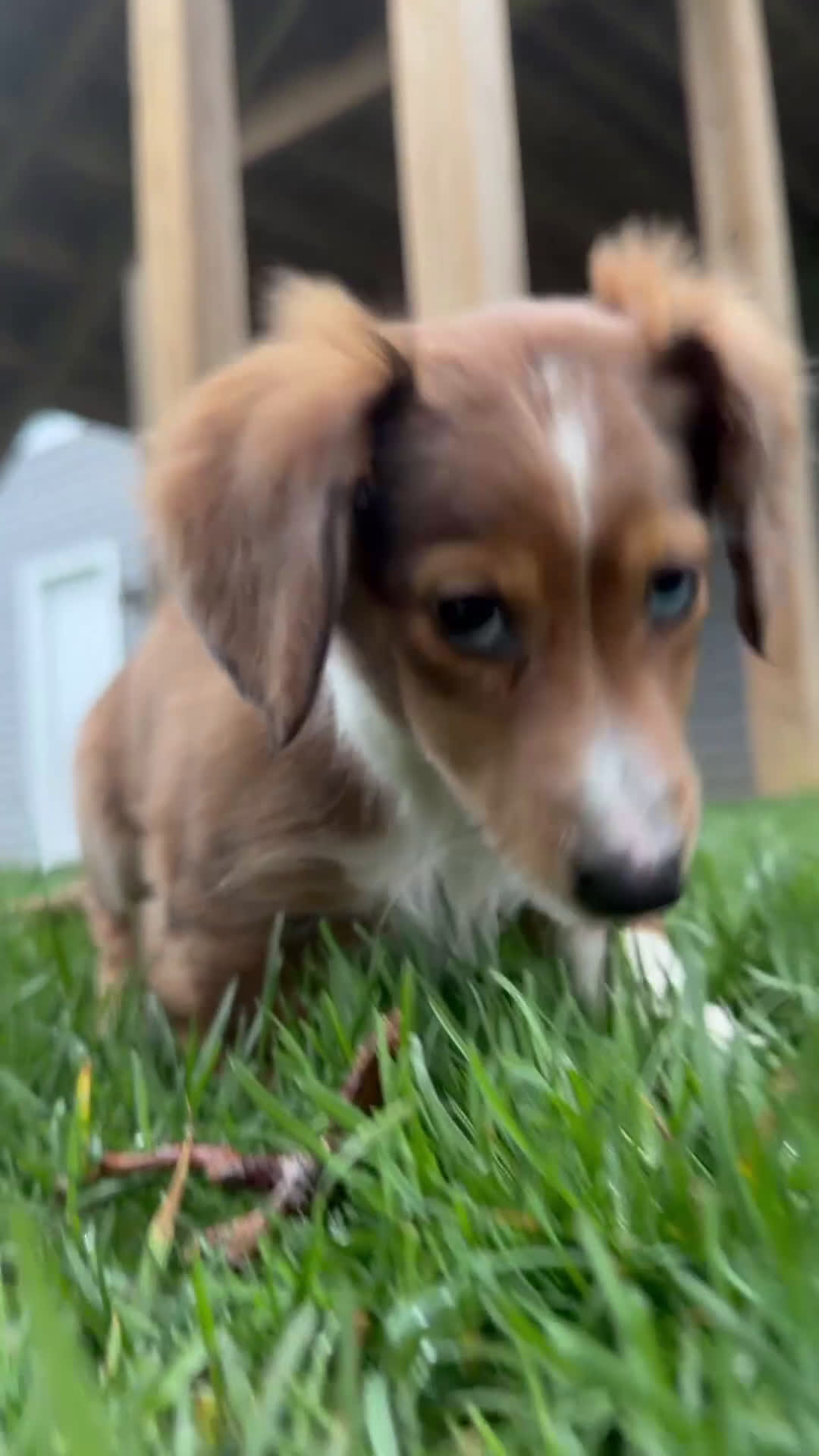 Dachshund dogs for sale: Dachshund Puppy 1 - Video 1