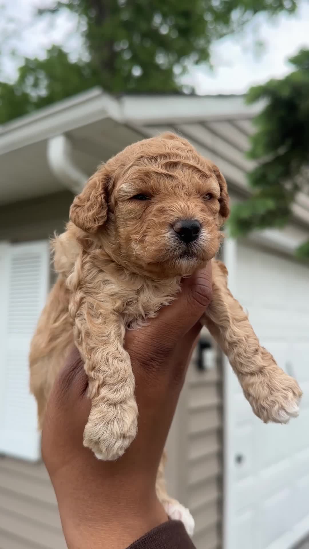 Toy Poodle dogs for sale: Toy Poodle Scooby - Video 1