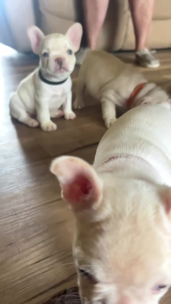 French Bulldog dogs for sale: French Bulldog Puppy 2 - Video 1