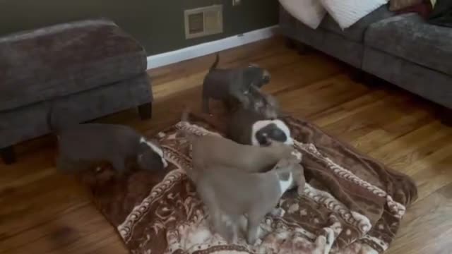 American Bully dogs for sale: Spade - Video 1