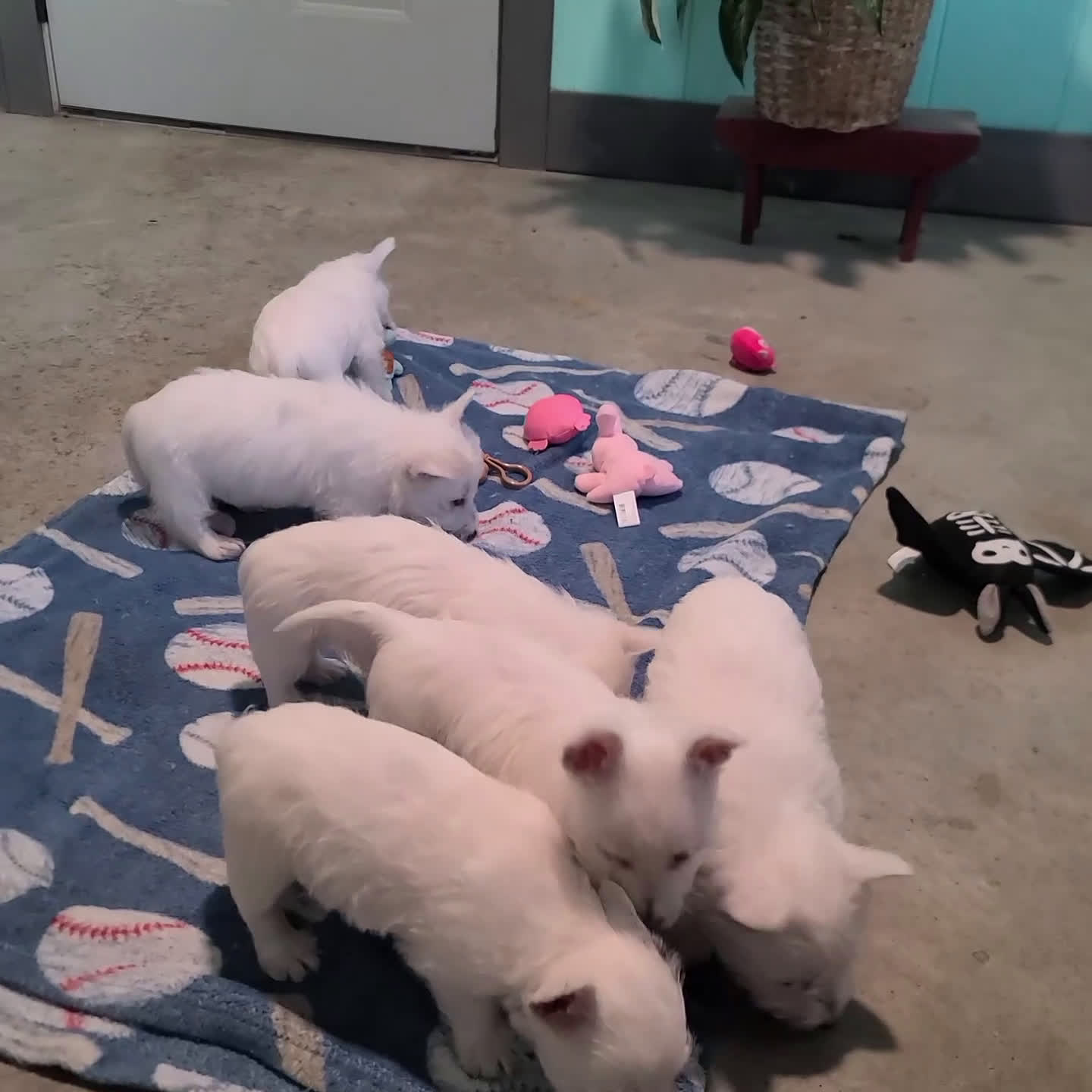 West Highland Terrier dogs for sale: Echo - Video 1