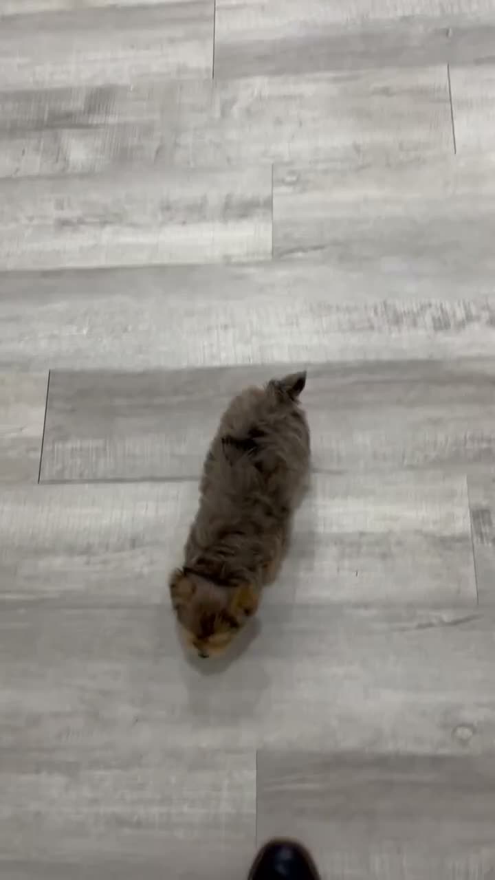 Yorkiepoo dogs for sale: Leo - Video 1